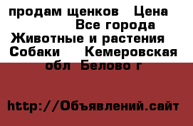 продам щенков › Цена ­ 15 000 - Все города Животные и растения » Собаки   . Кемеровская обл.,Белово г.
